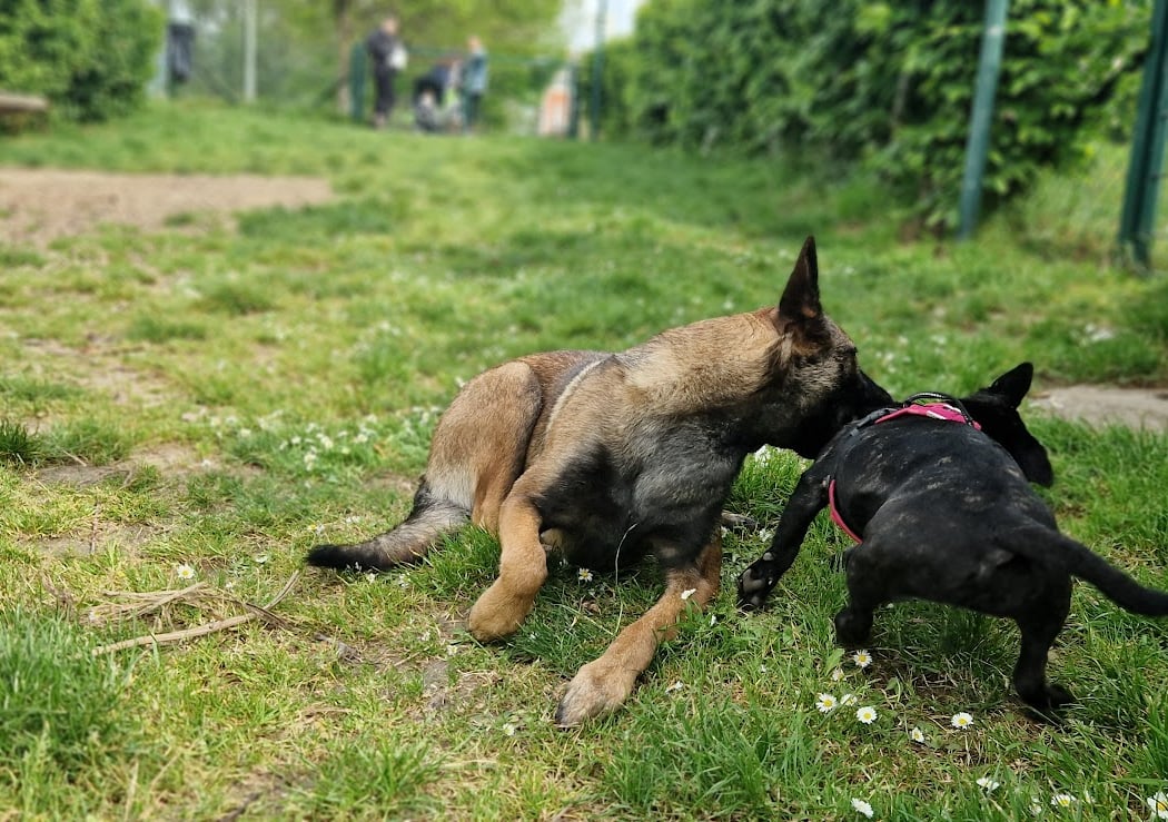 Parc Canin 1